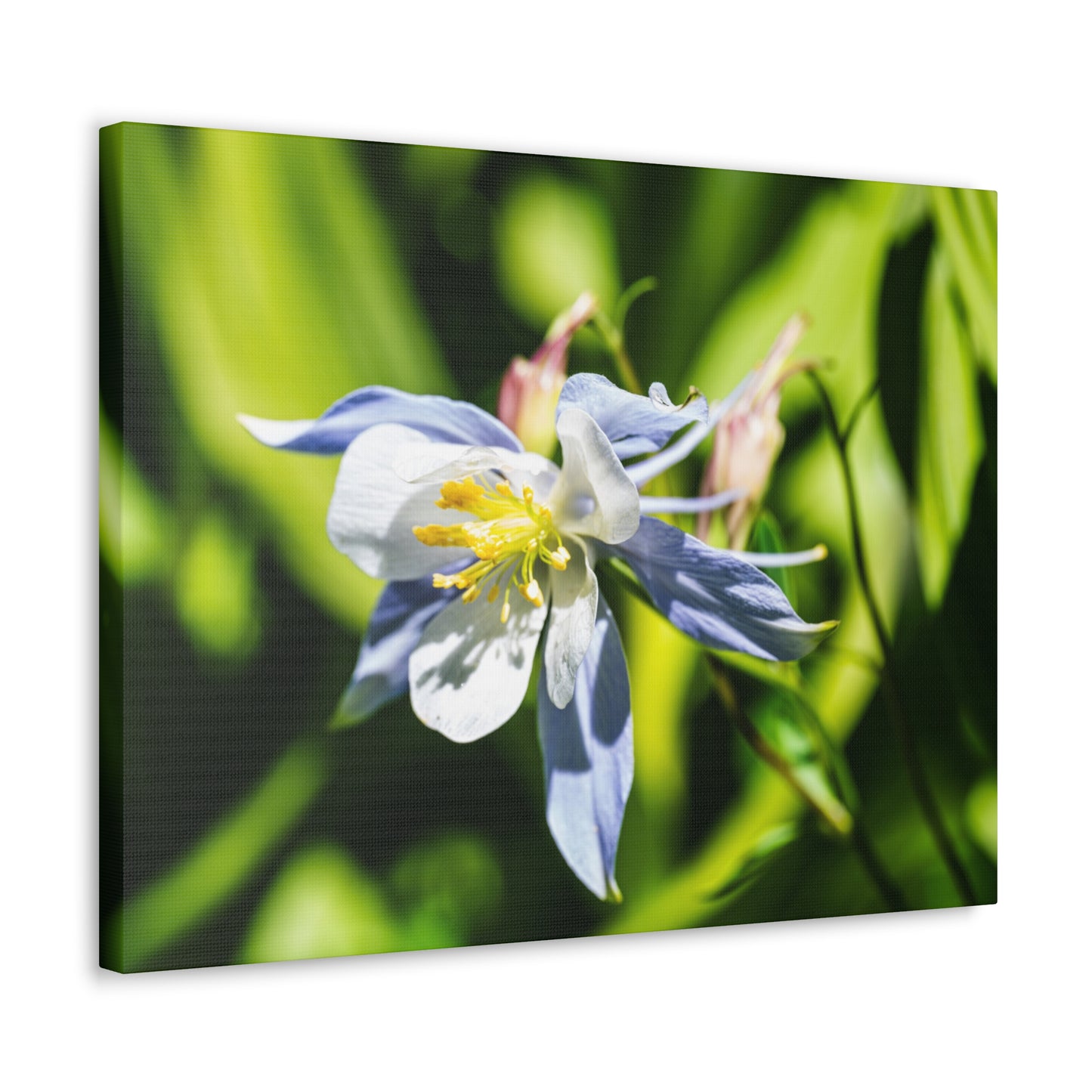 Colorado Columbine - Canvas Gallery Wraps