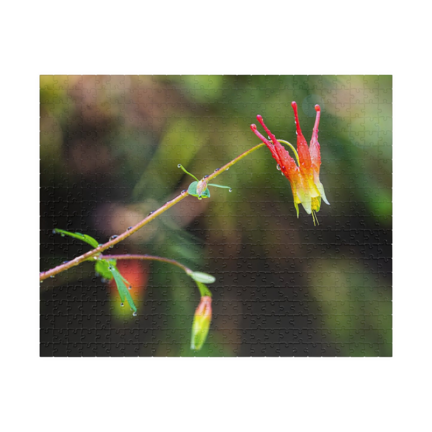 Western Columbine Photograph Puzzle (110, 252, 520,1014-piece)