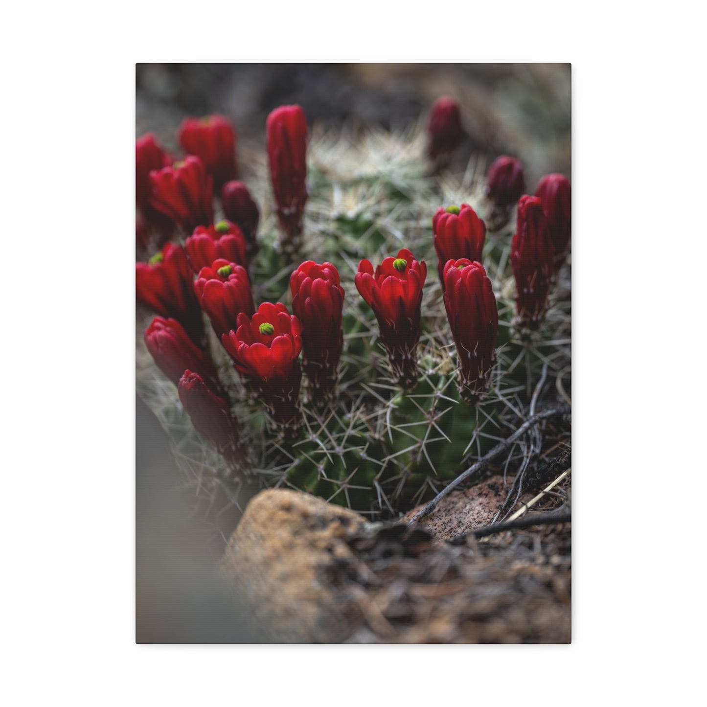 Claret Cup Hedghog Barrel Catus Flowers - Canvas Gallery Wraps