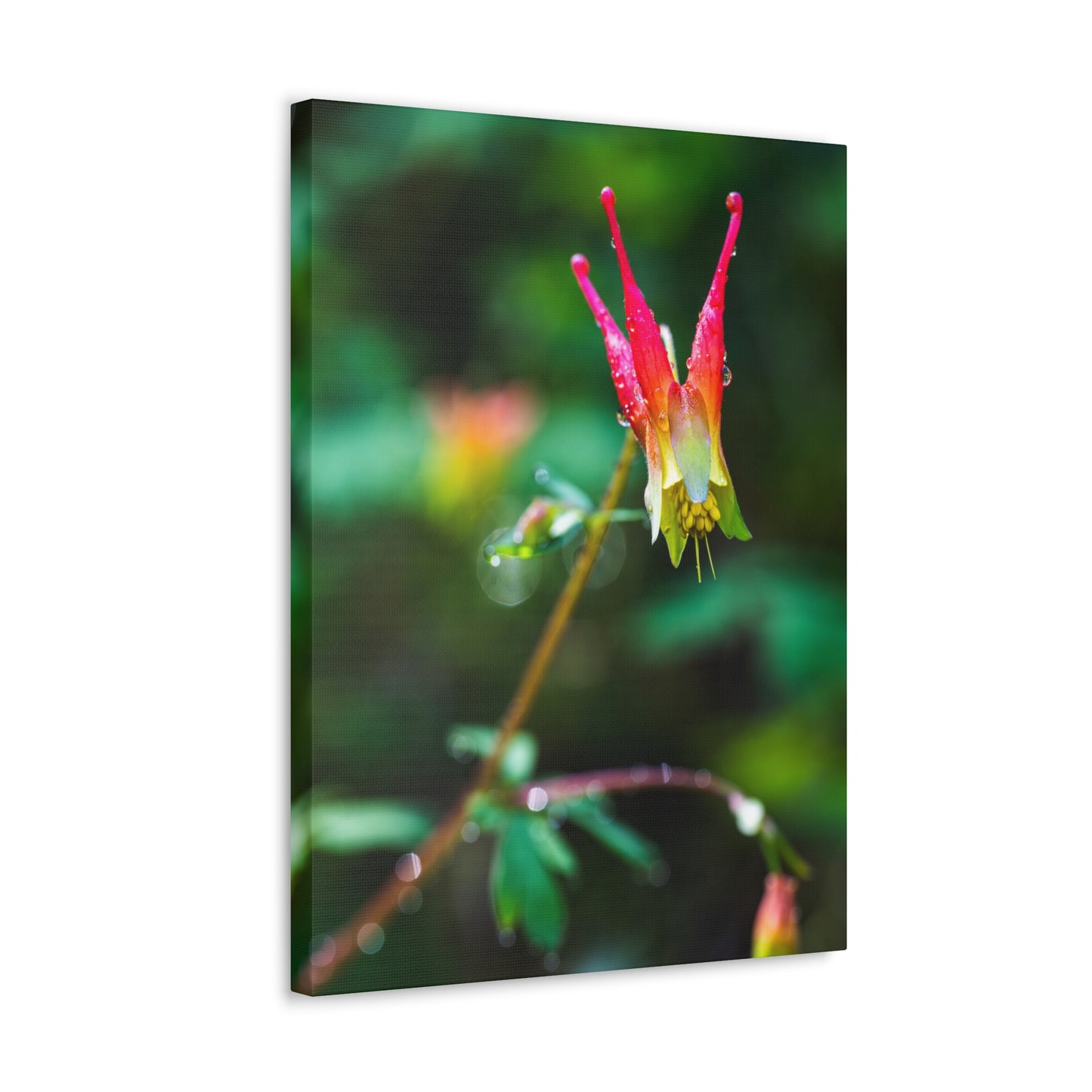 Western Columbine - Canvas Gallery Wraps