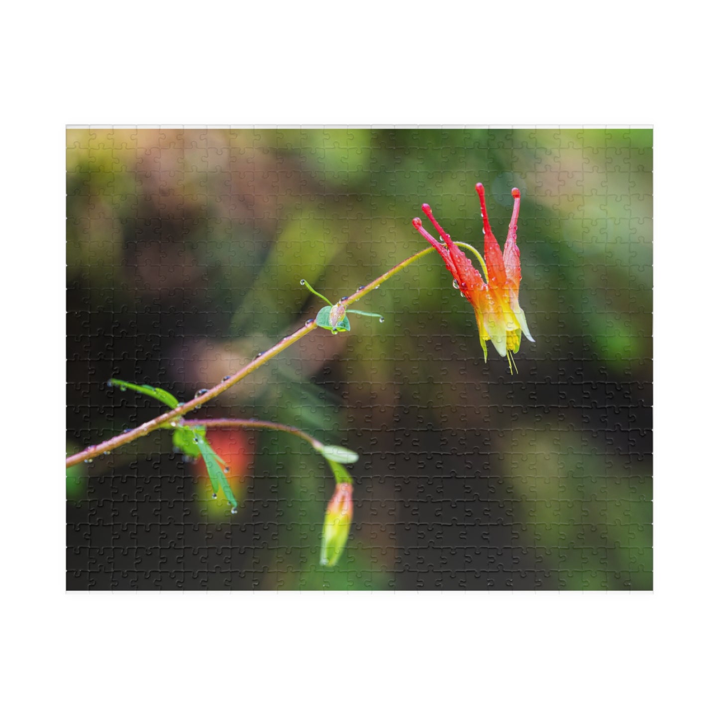 Western Columbine Photograph Puzzle (110, 252, 520,1014-piece)