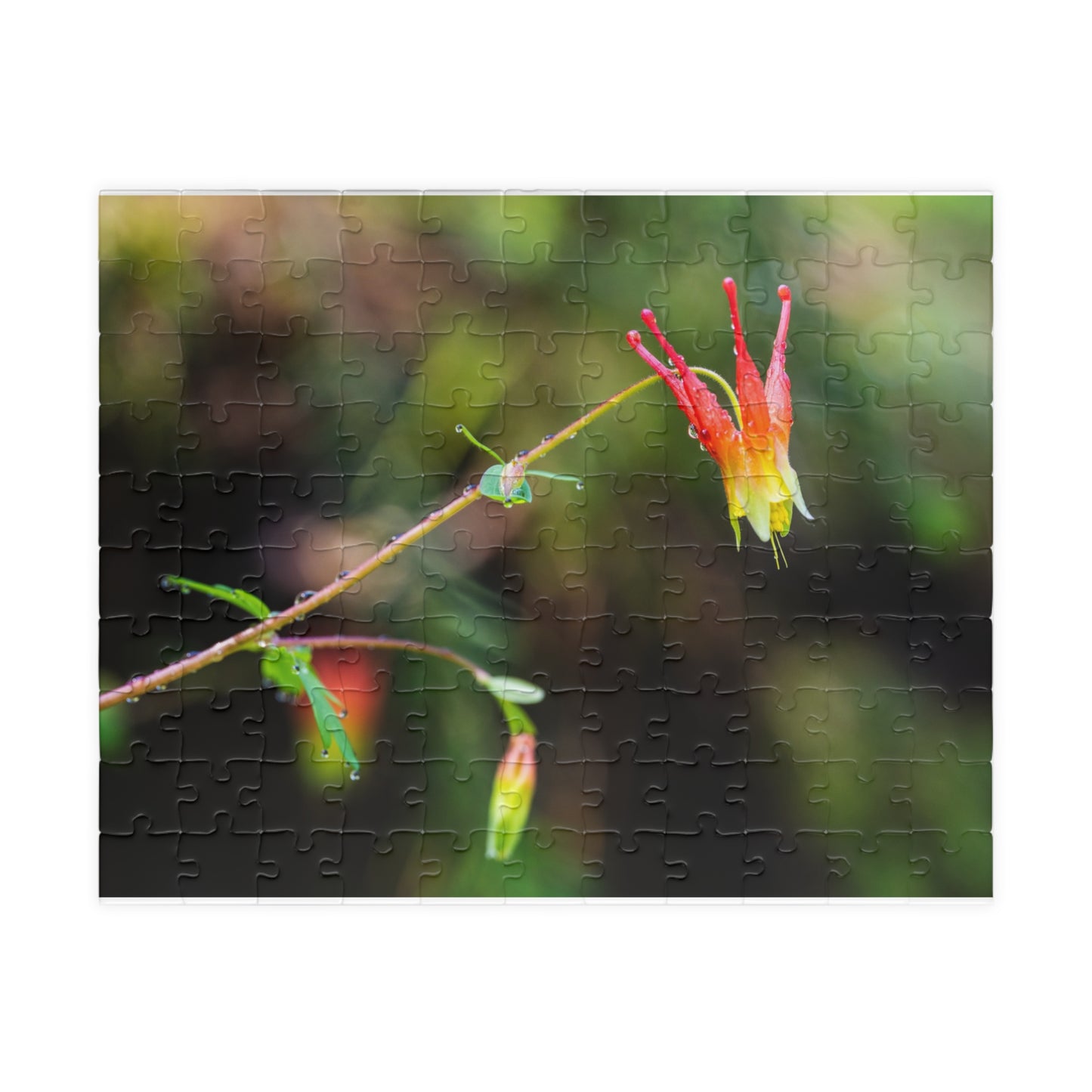 Western Columbine Photograph Puzzle (110, 252, 520,1014-piece)