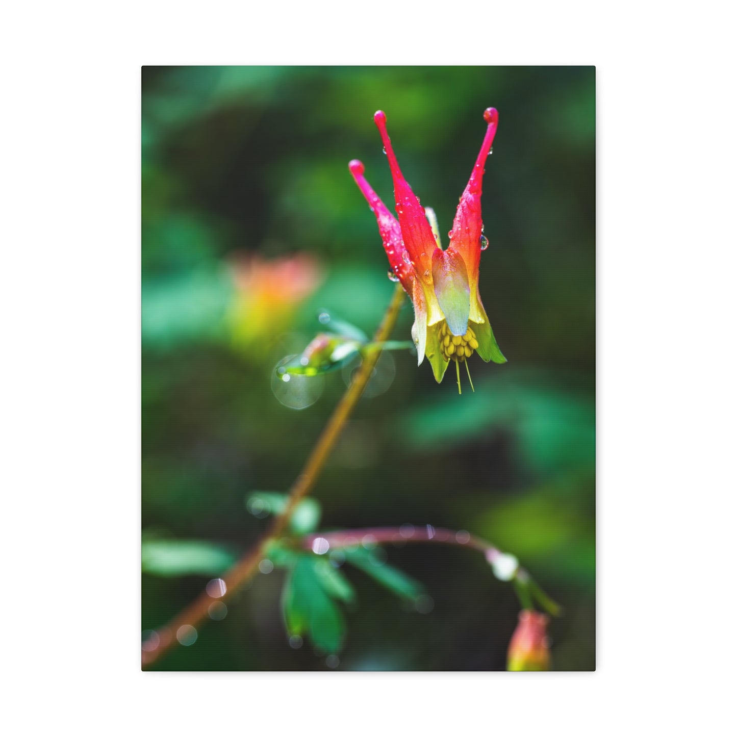 Western Columbine - Canvas Gallery Wraps