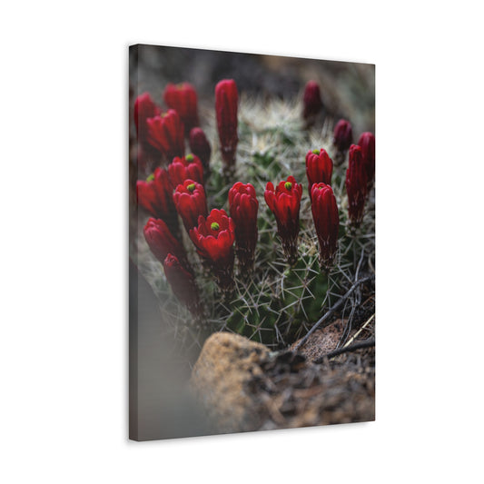 Claret Cup Hedghog Barrel Catus Flowers - Canvas Gallery Wraps