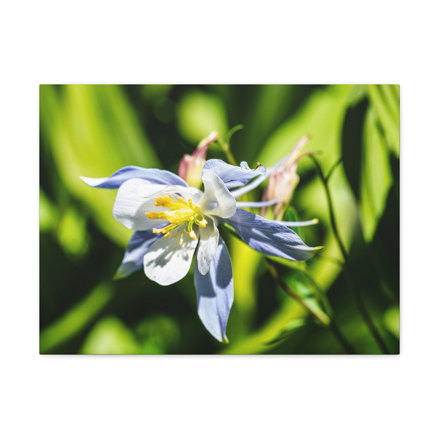 Colorado Columbine - Canvas Gallery Wraps