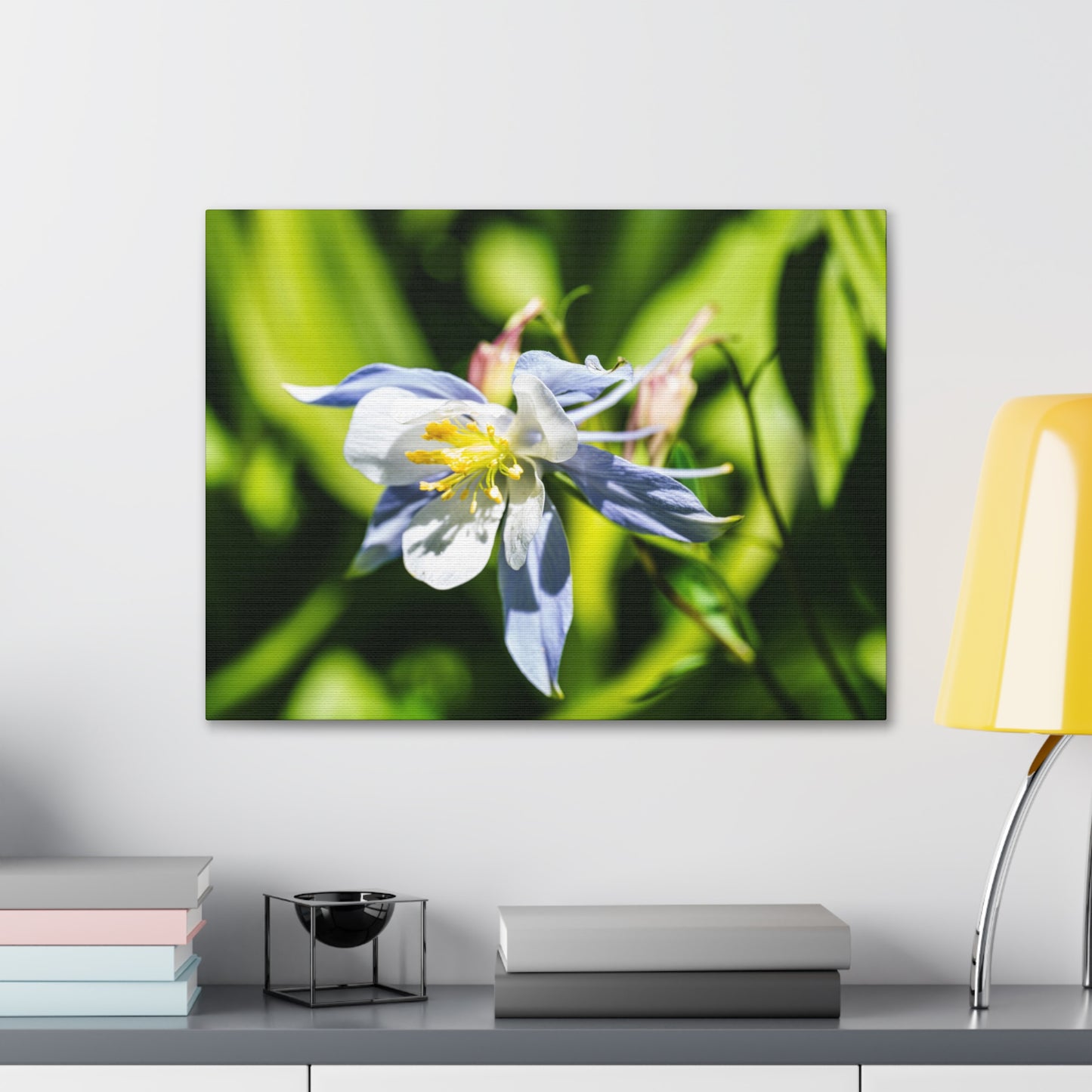 Colorado Columbine - Canvas Gallery Wraps