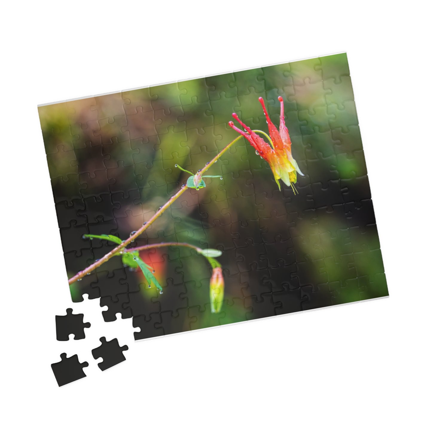 Western Columbine Photograph Puzzle (110, 252, 520,1014-piece)