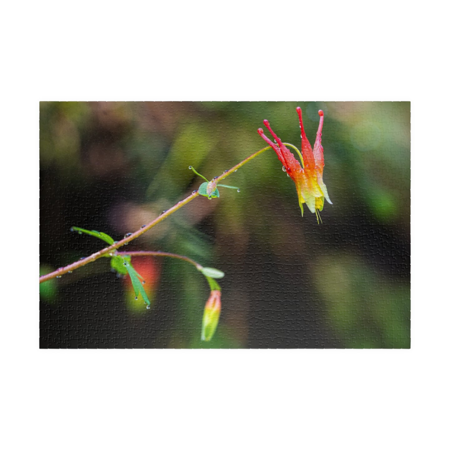 Western Columbine Photograph Puzzle (110, 252, 520,1014-piece)