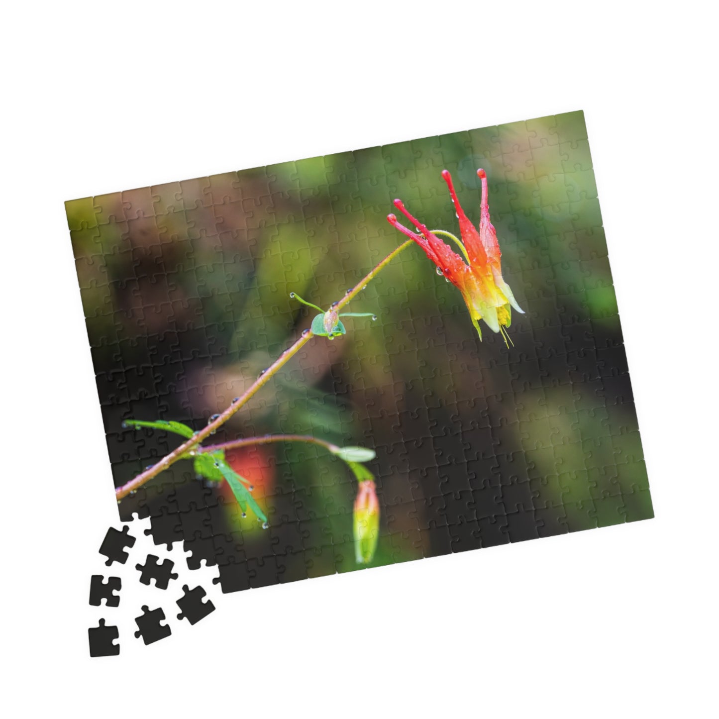 Western Columbine Photograph Puzzle (110, 252, 520,1014-piece)