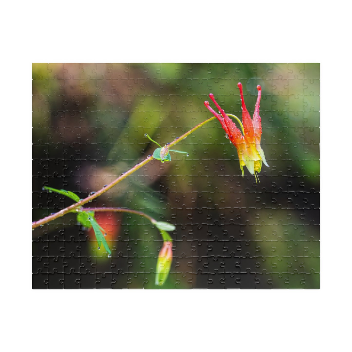 Western Columbine Photograph Puzzle (110, 252, 520,1014-piece)